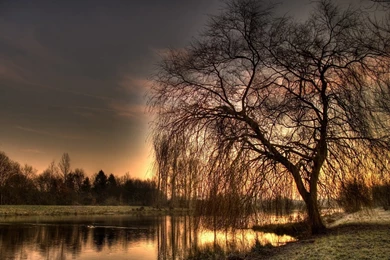 Weeping Willow Tree Backgrounds   1502332