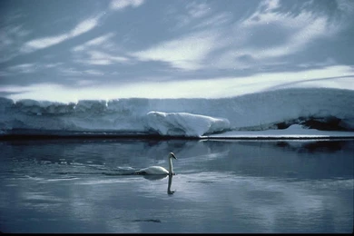 Winter Wildlife The Animal Kingdom Wallpapers (14059787) Fanpop