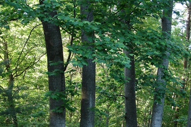 Green Forest Tree Backgrounds By FantasyStock On DeviantArt