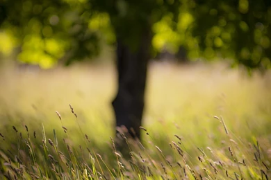 Grass With Tree In The Backgrounds Wallpapers   Photography ...