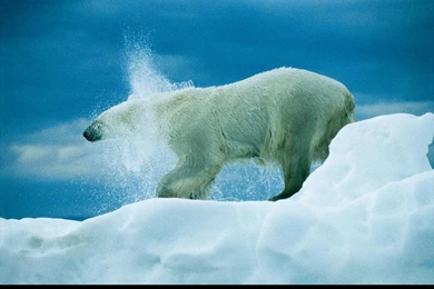 Winter Wildlife   The Animal Kingdom Wallpapers (14059754)   Fanpop