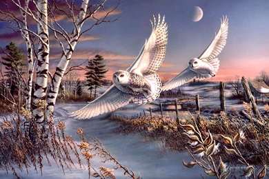 Birds: Great Snowy Owls F2mp Painting Bird Animal Snow Winter ...