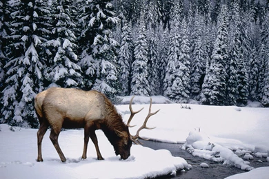 Winter stag wallpapers_1277_1600.jpg