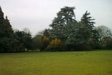 Tree Surgery In Berkshire