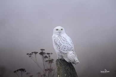 Snowy Owl Ii Autumn Snow Photography Predators Abstract Predarory ...