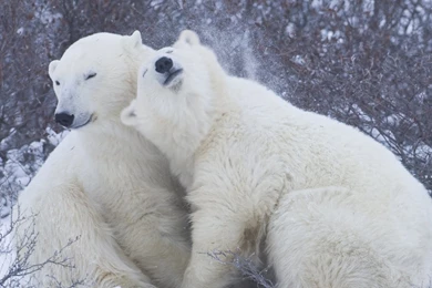 Bears: Bear Hug Wild Wildlife Predators Polar Nature Sweet Animals ...