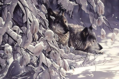 Other Watchguards Twigs Wolves Snow Winter Wildlife Predators ...