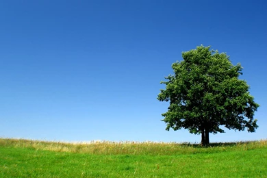 Trees Backgrounds Wallpapers 174389