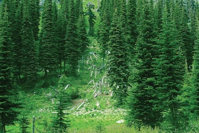 Montana Mountain West Outfitters