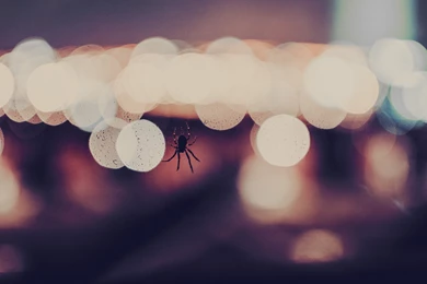 Fence, Summer, Photo, City, Bokeh Light, Macro, Background, Fullscreen