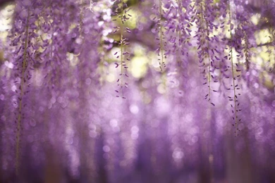 Flowers bokeh macro nature hd wallpapers   Magic4Walls.com