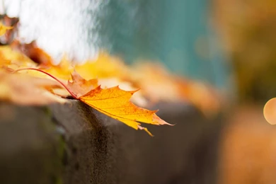 Download Wallpapers 2048x1152 Fence, Macro, Leaves, Bokeh, Mesh ...