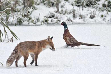 Tophill Low” “Winter Wildlife U.K.” “Nikon D3” “Nikon 500 Mm F/4G ...