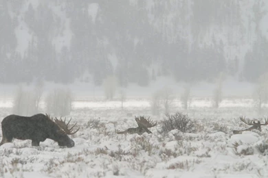 Jackson Hole Winter Wildlife Viewing Tips