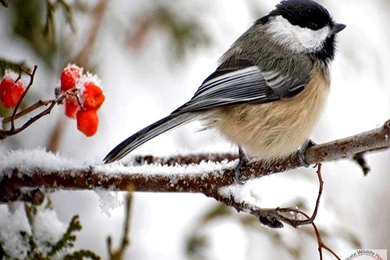 Missouri Wildlife Free Desktop Wallpapers