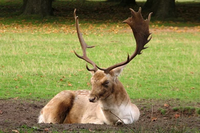 Serious antlers_wallpapers.jpg