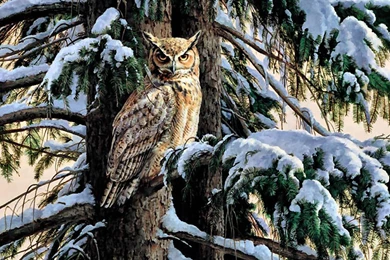 Birds Snowy Owl Perch F1 Raptor Painting Bird Animal Snow Winter ...