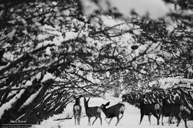 960x600 Wallpapers Page 890: Back Photography Deer Abstract Nature ...