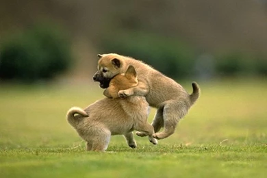 Animals On Pinterest