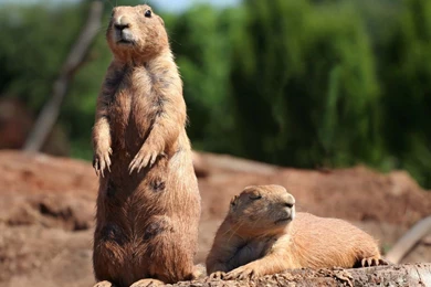 30_Beautiful_Animal_of_the_World_HD_Wallpapers__SET_1 16.jpg_animals wallpaper 30.jpg