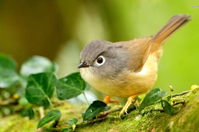 Beautiful Bird Wallpapers   Animal Wallpapers