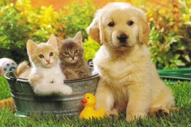 Animals Wallpapers Hd Free Download