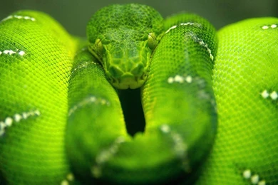 Free Cobra Wallpapers Download   Animals Town