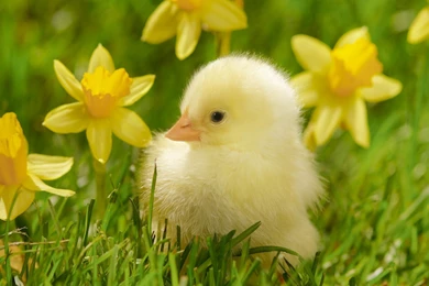 Baby animal wallpaper download.jpg