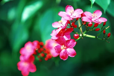 Tropical Flowers Wallpapers