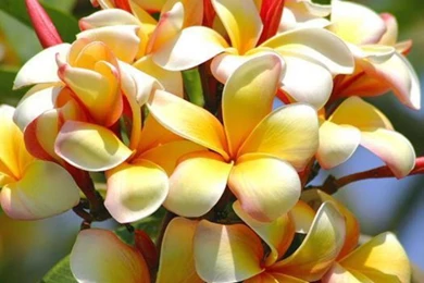 Exotic Tropical Flowers Photos   Just For Sharing