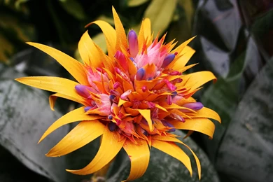 Tropical Flower Tropical Flowers Hd Wallpapers 1   My City Flower ...