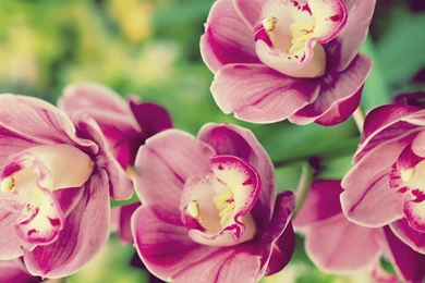 Pictures Of Flowers Download Download