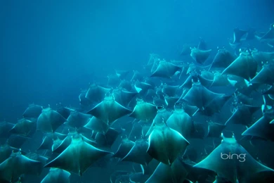 Fish: Manta Devilfish Bing Photography Widescreen Sea Fish Desktop ...