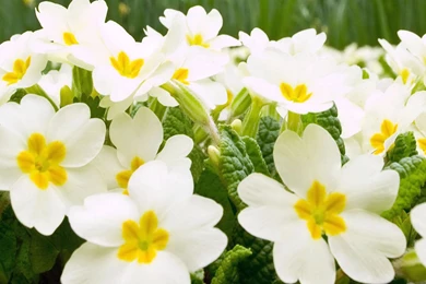 Exotic Flowers Images And Wallpapers Download