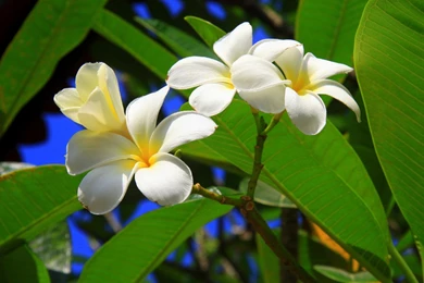 Download Images Of Flowers Download