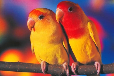 Images Of Birds And Animals   HD Wallpapers Pretty