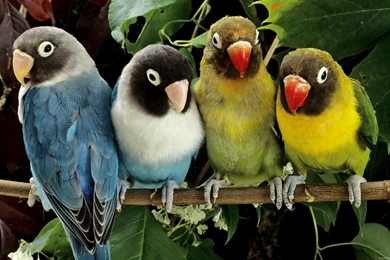 Desktop Hd Parrot Animals And Birds Wallpapers 3d Hd Pictures.