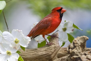 Red Bird Wallpapers And Images   Wallpapers, Pictures, Photos