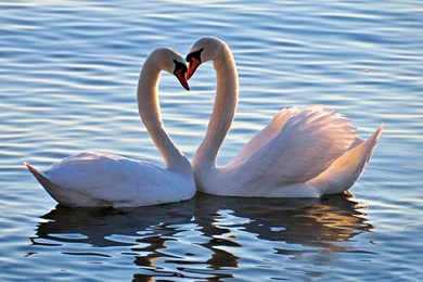 Animals Birds Swans Swan Love Feelings Mood Heart Wallpapers ...