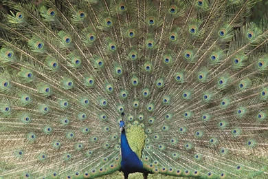Colourful peacock