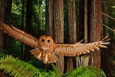 Animals Birds Wallpapers >> Backgrounds With Quality HD