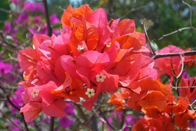MLeWallpapers.com   Tropical Pink Bougainvillea