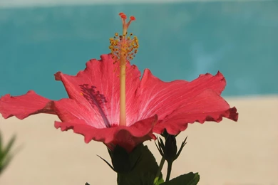 Red Hibiscus Tropical Flower By Pool   (