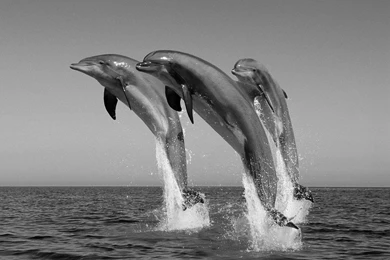 Animals & Birds Black And White Bottlenose Dolphins Wallpapers ...