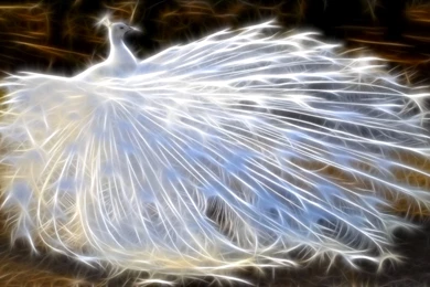 1687 Bird HD Wallpapers