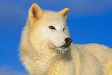 Wolf, Arctic, House, Wallpaper, Animals, Walls, Birds (