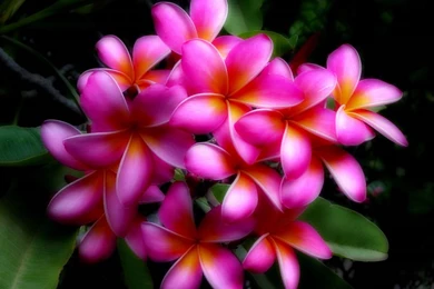 Hawaii Flowers Wallpapers   Flowers : Tree Of Life