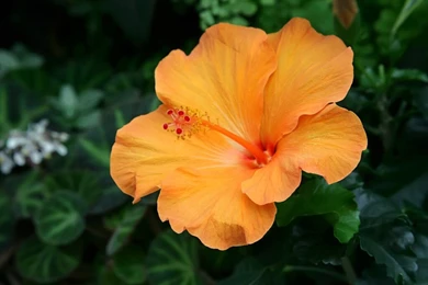 Hibiscus Flower Images And Wallpapers Download