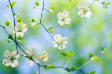 Free Tropical Flowers Wallpapers