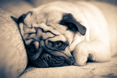 Pug Puppies Wallpapers Hd 38 Desktop Wallpapers   Hivewallpaper.com